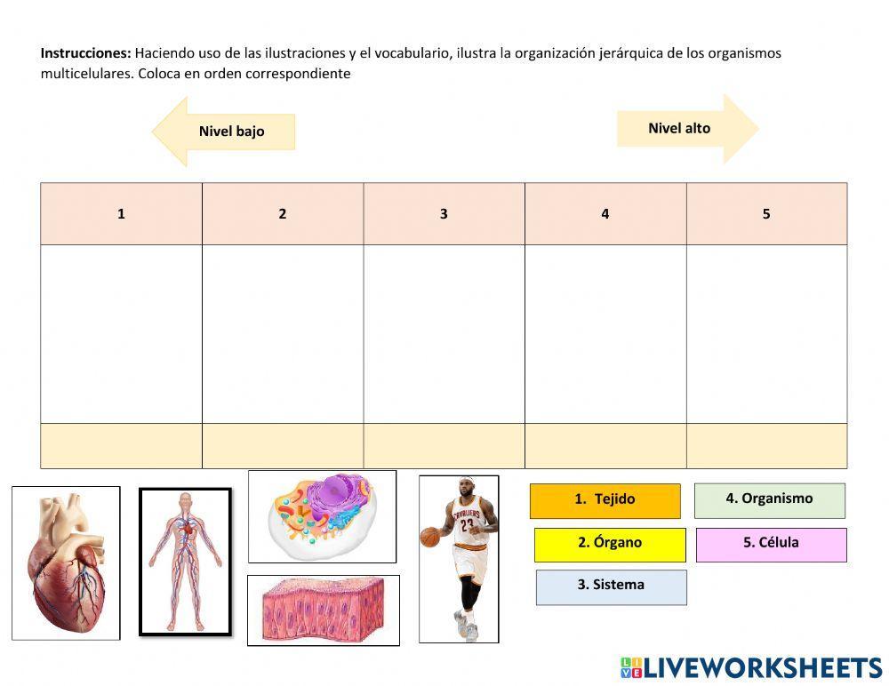Organización Multicelurar (c'elula, tejigo,órgano,sistema,organismo)