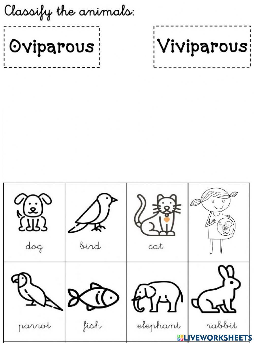 Oviparous Vs Viviparous Animals What39s The Difference