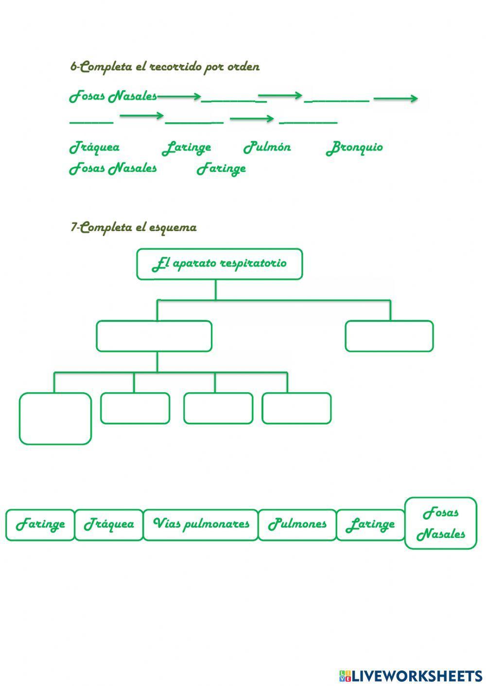 Aparato Respiratorio