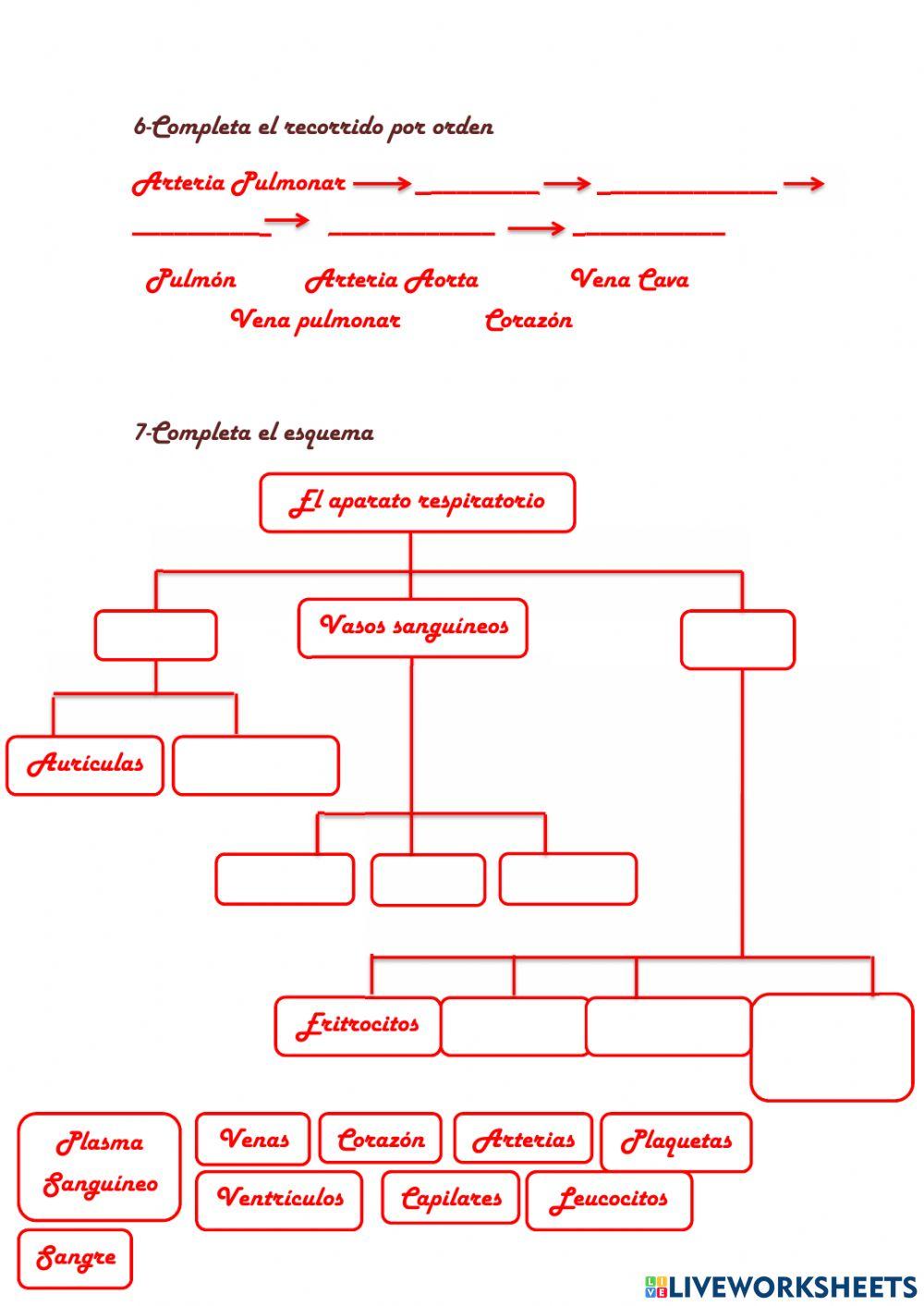 Aparato Circulatorio