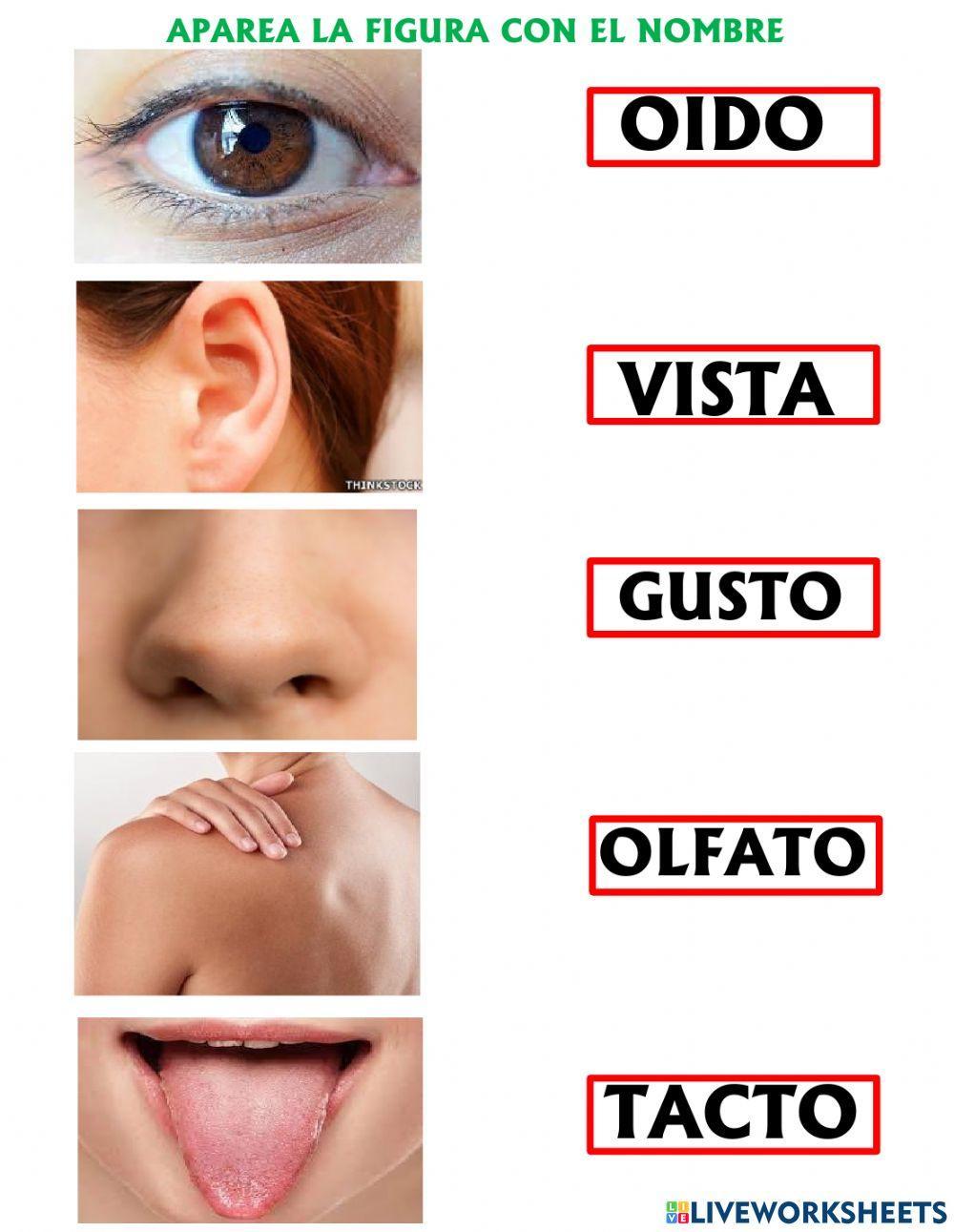 Los sentidos de los órganos