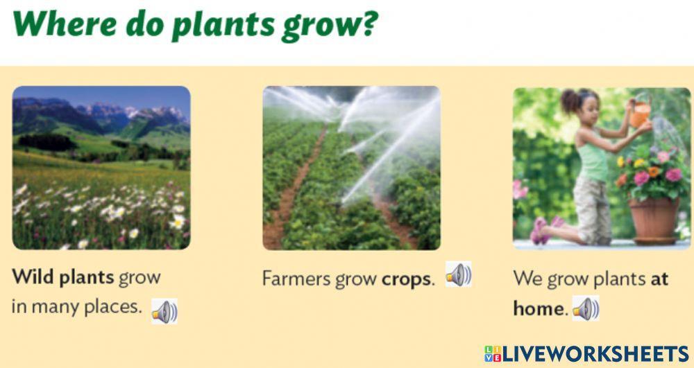 Where do plants grow?