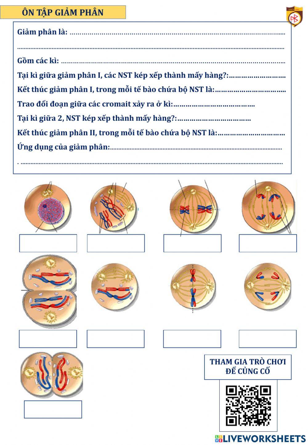 Ôn tập nguyên phân giảm phân