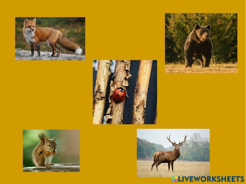 Busca el intruso del otoño