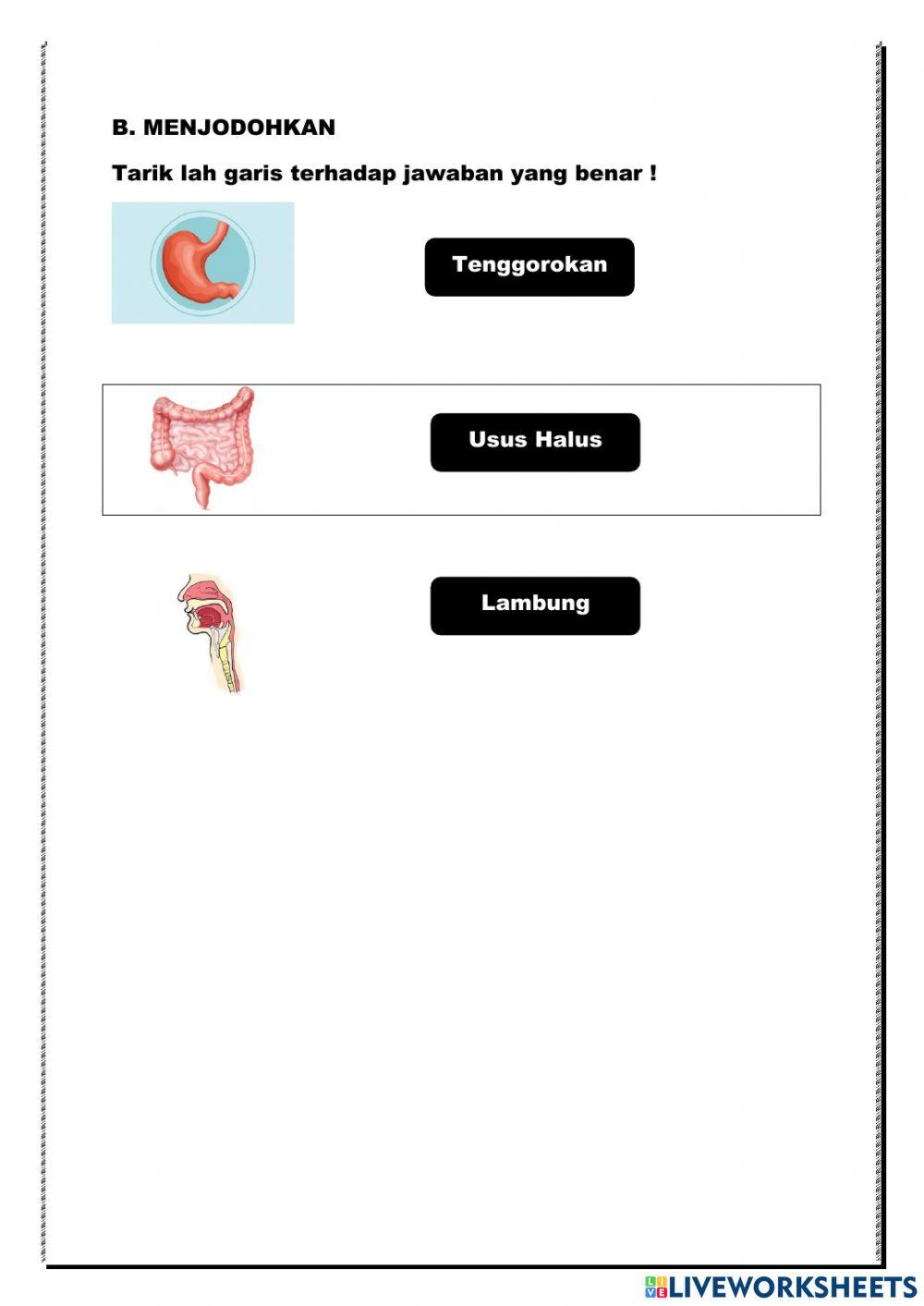 Soal Sistem Pencernaan Kelas 8