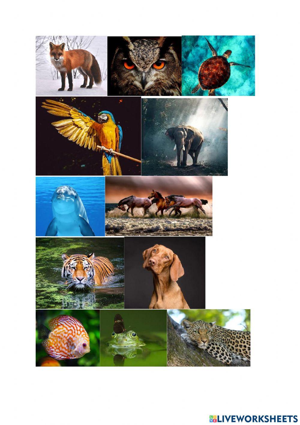 CDJ - Zvířata - psaní