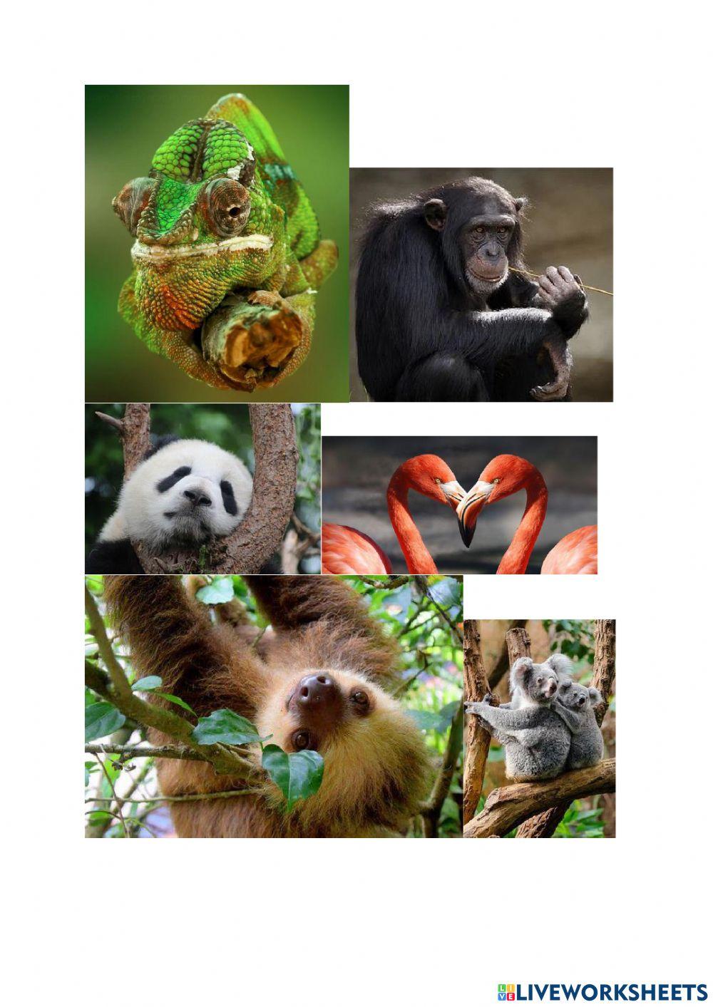 CDJ - Zvířata - psaní