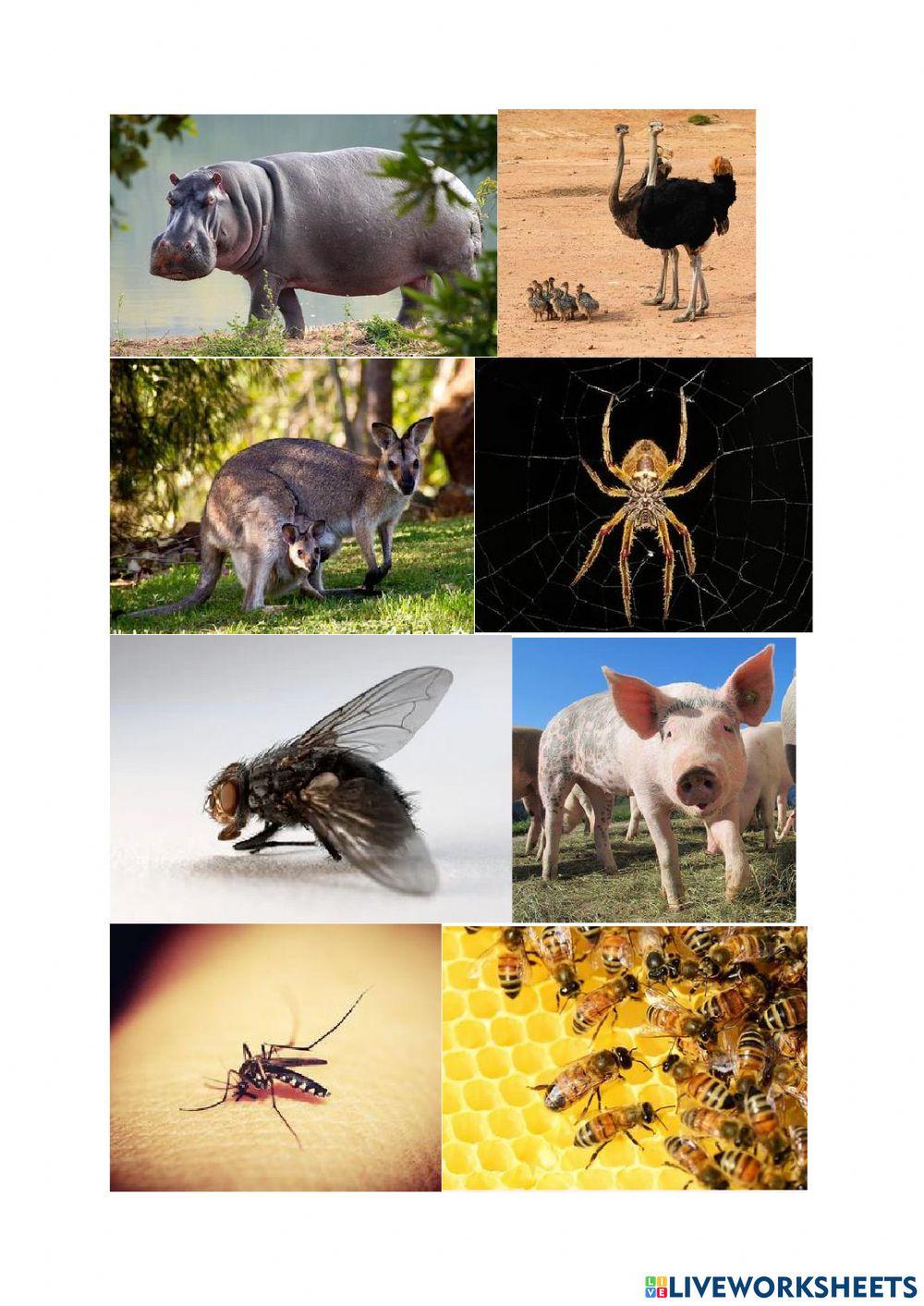 CDJ - Zvířata - psaní