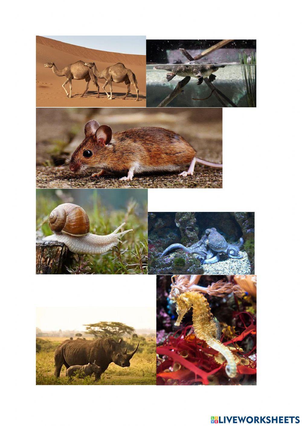 CDJ - Zvířata - psaní