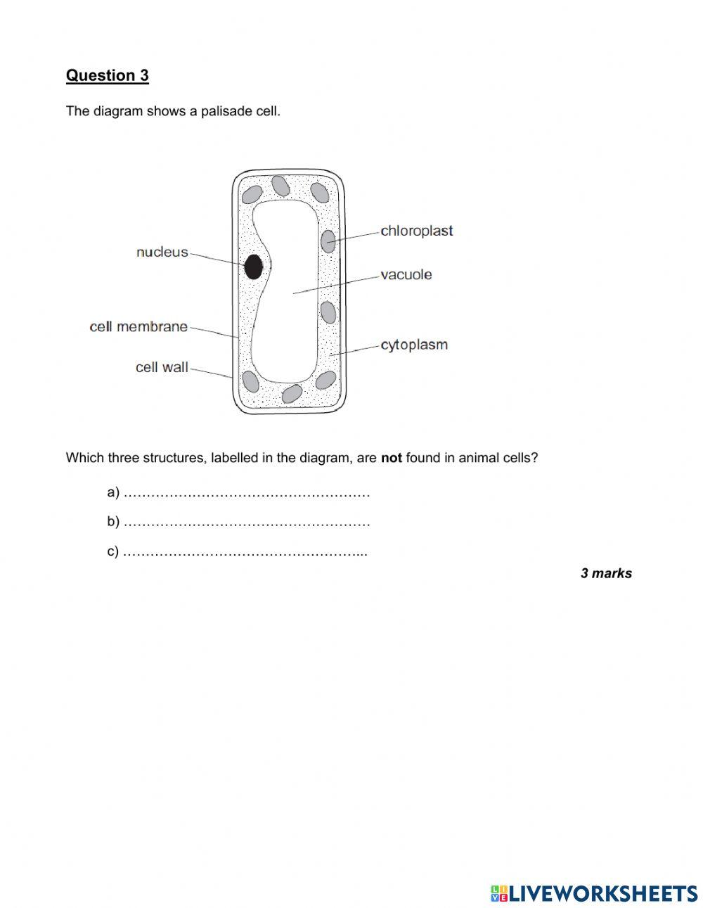 Grade 6 End of Semester 1 Test Practice Paper Part 1