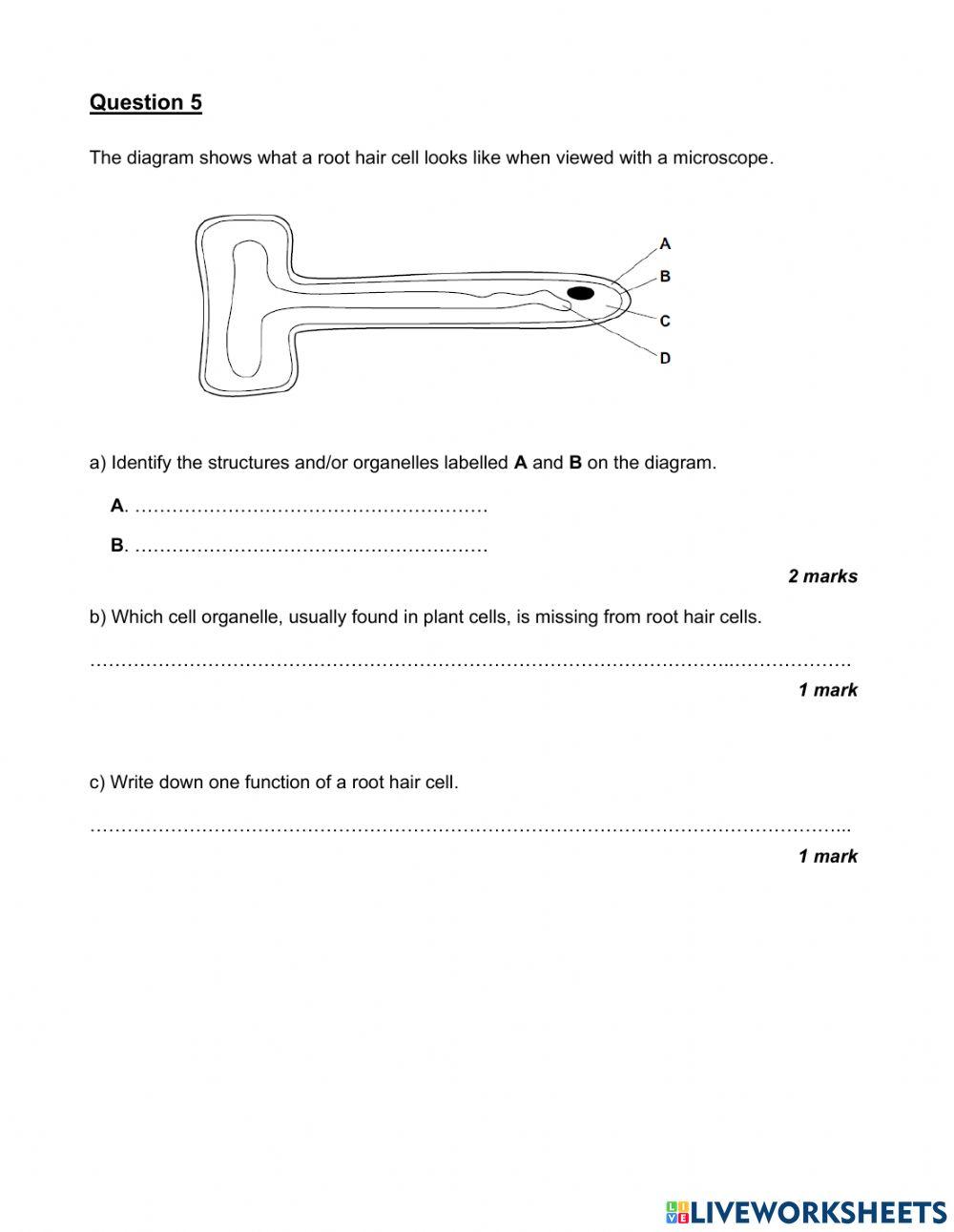 Grade 6 End of Semester 1 Test Practice Paper Part 1