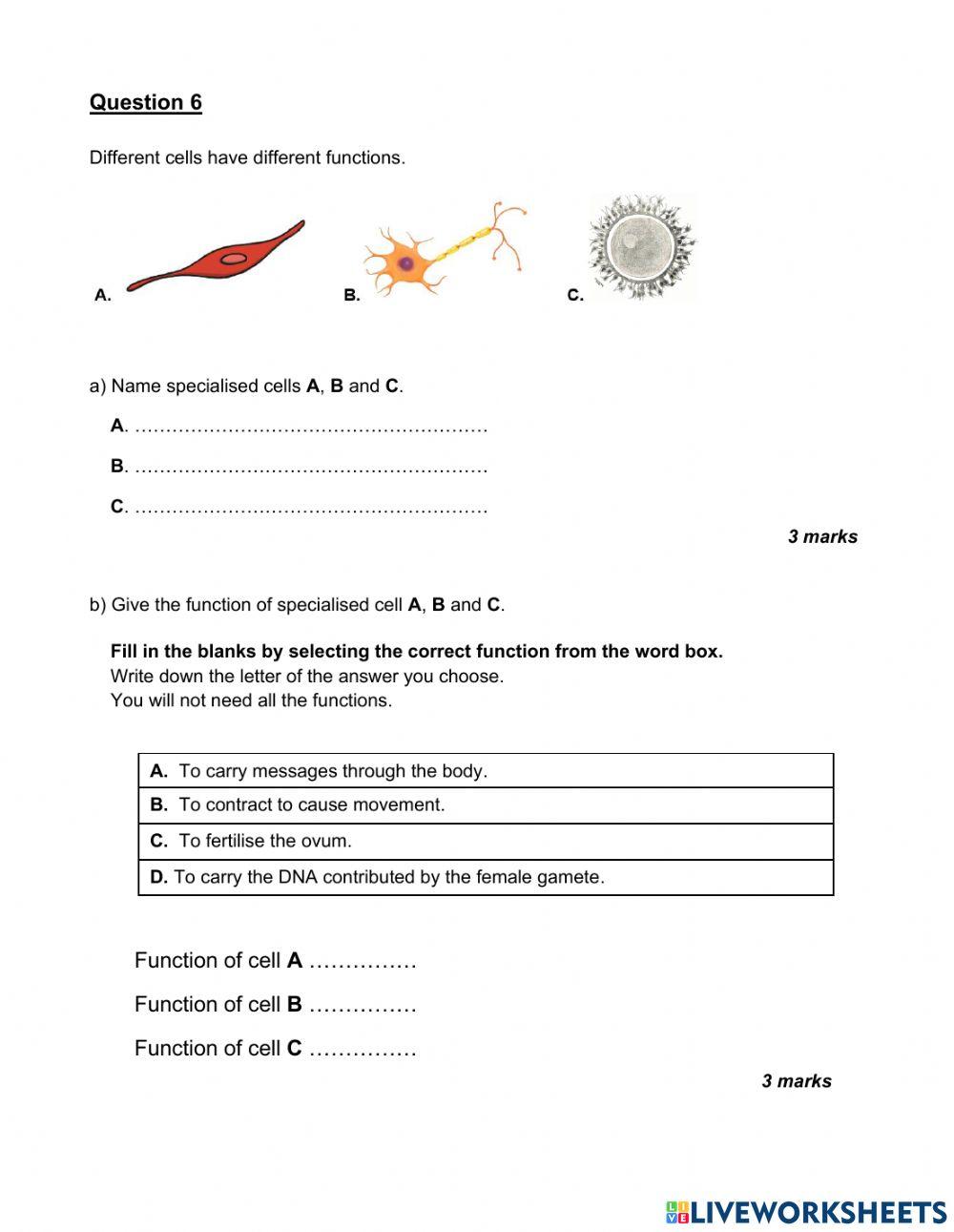 Grade 6 End of Semester 1 Test Practice Paper Part 1