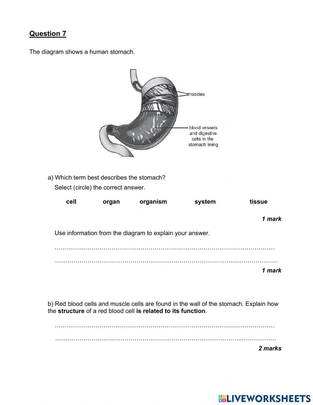 Grade 6 End of Semester 1 Test Practice Paper Part 1