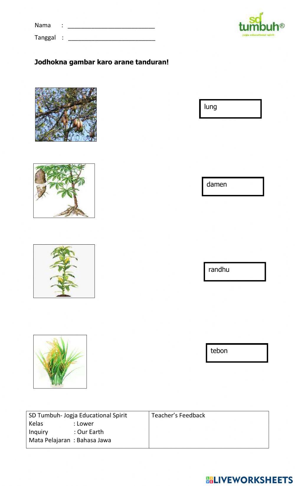 Bahasa Jawa-Evaluasi Kewan lan Tanduran-B