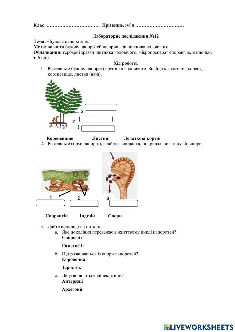 Будова папоротей