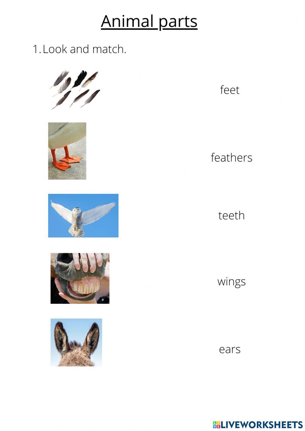 Animal parts