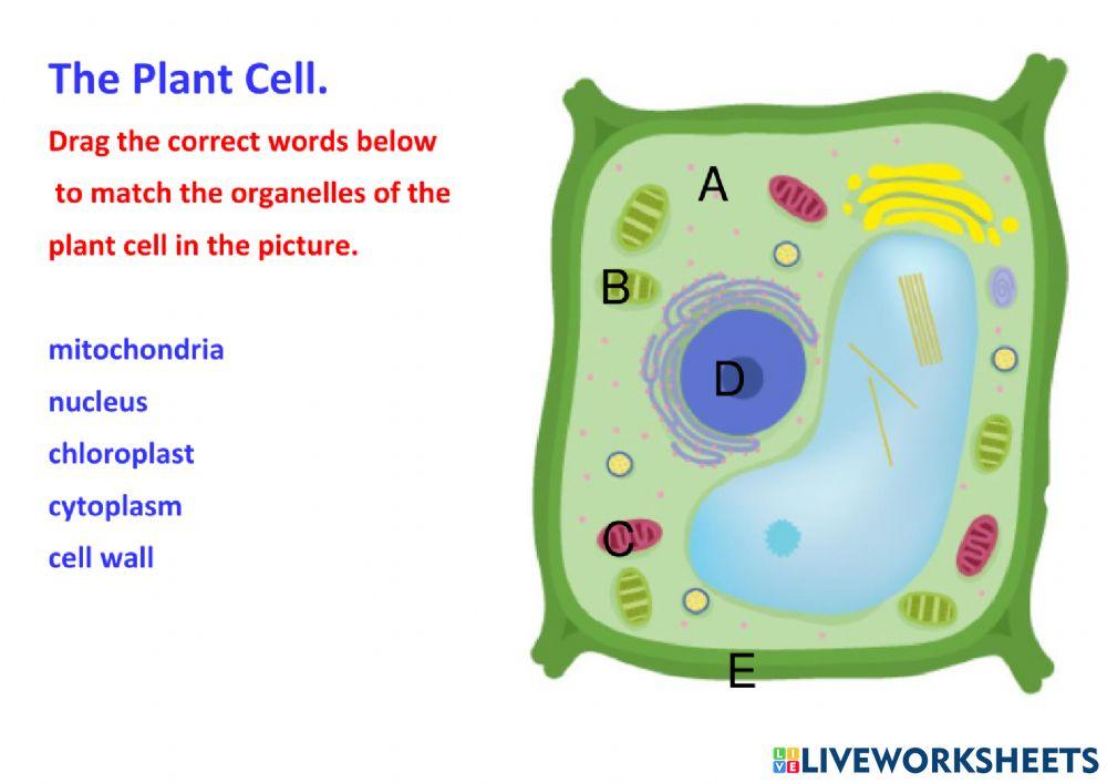 Parts and functions of the Plant Cell