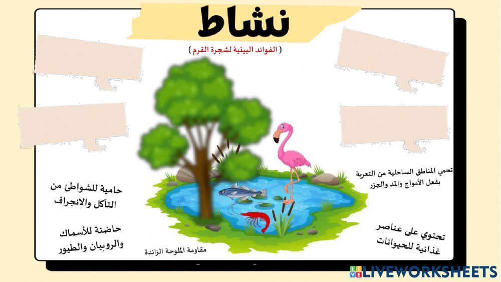 فوائد شجرة القرم