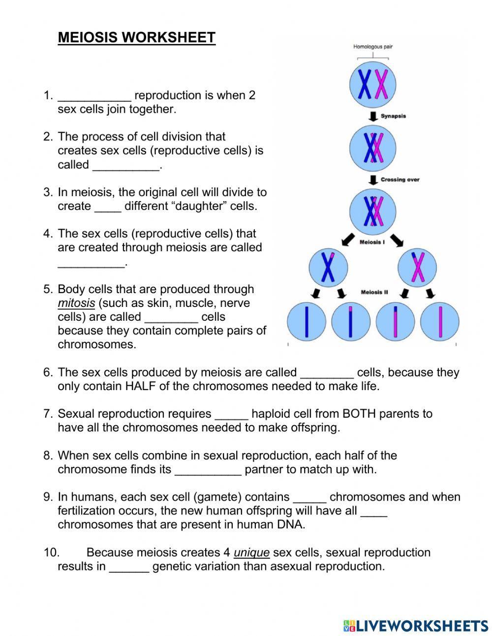 Meiosis Review