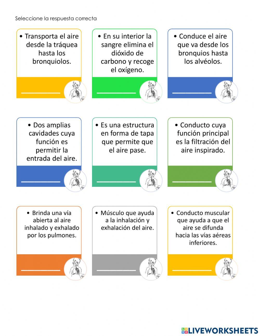 Sistema Respiratorio