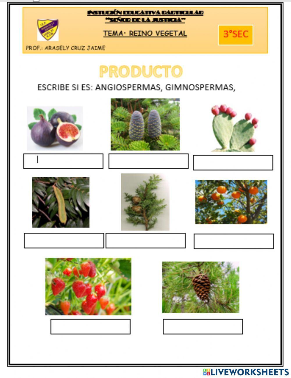Clasificacion de las plantas