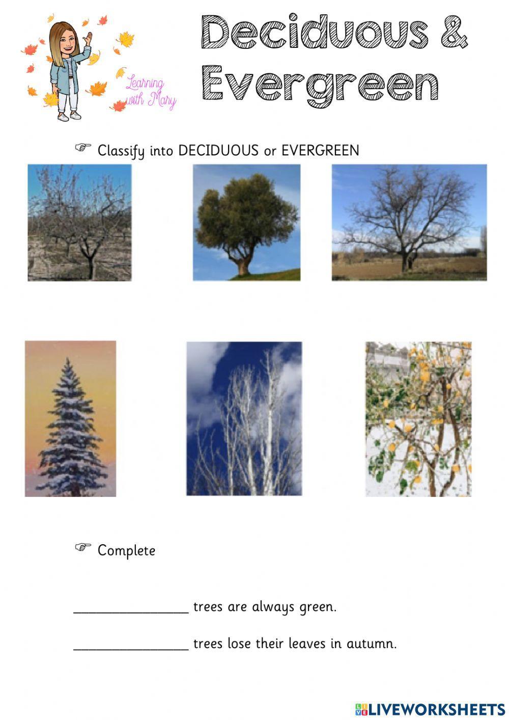 Deciduous or evergreen