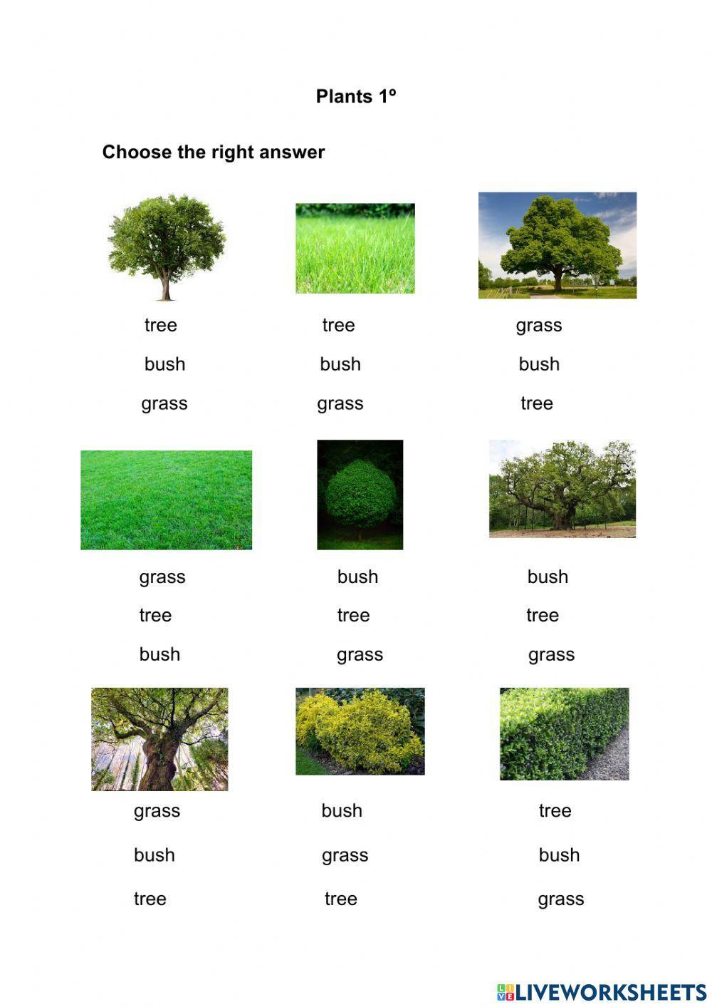 Plants 1º Plants 1º