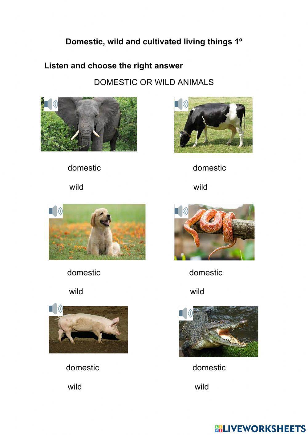 Plants I 1º
