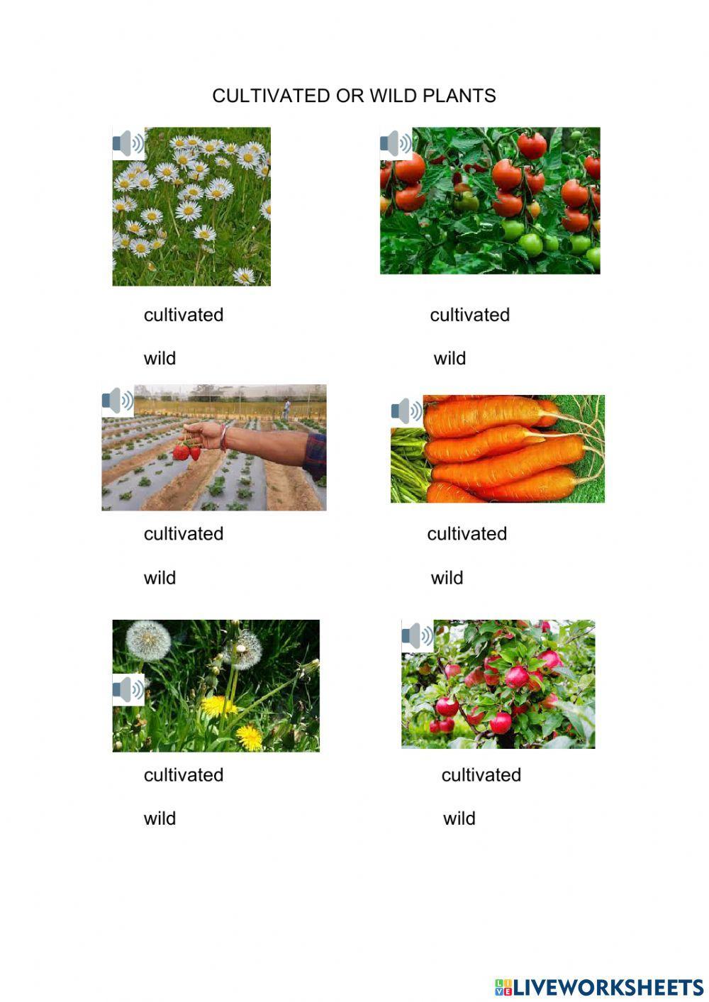 Plants I 1º