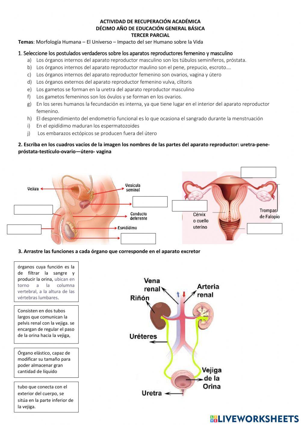 Recuperación Pedagógica CCNN10