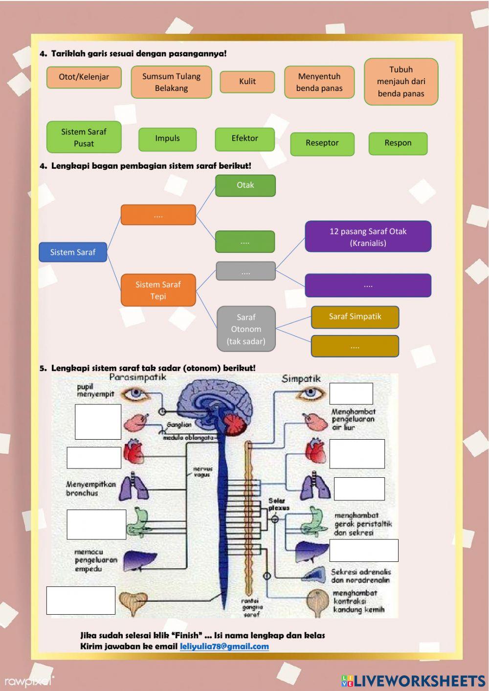 Lkpd 17 sistem saraf