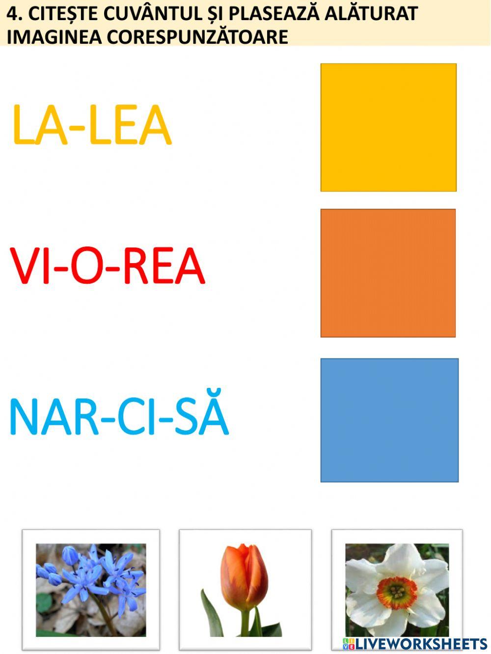 Fișa Plante de primăvară