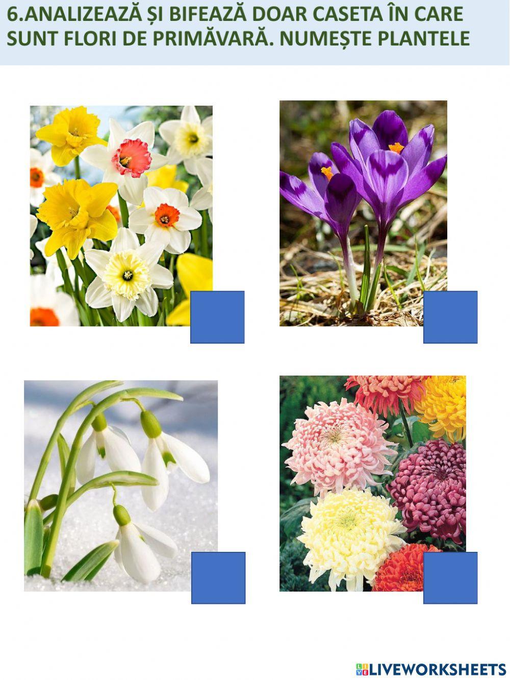 Fișa Plante de primăvară
