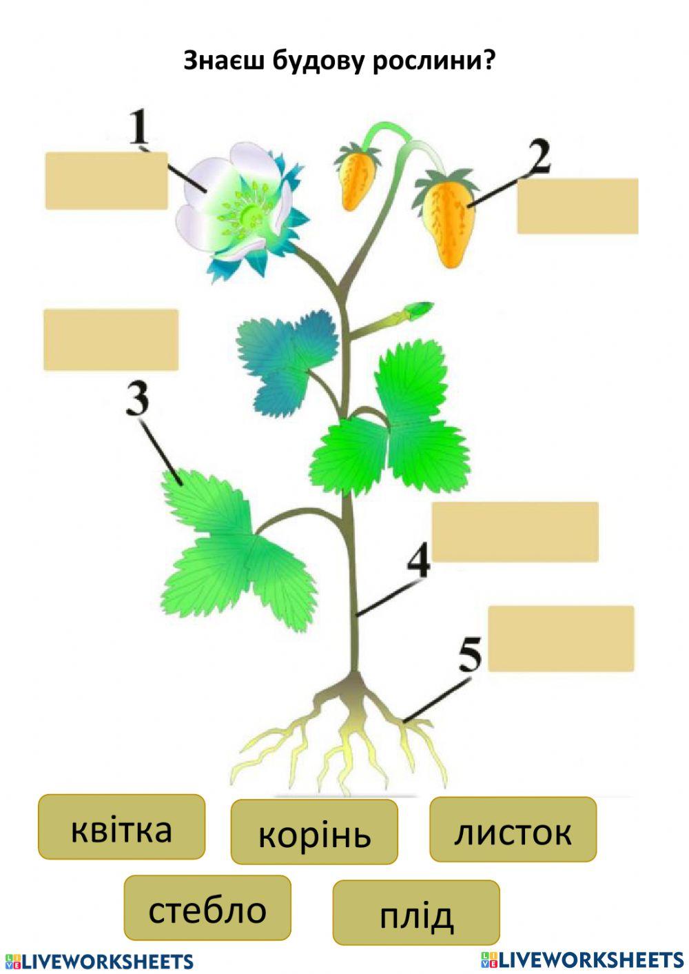 ЯДС Грущинська 1 клас