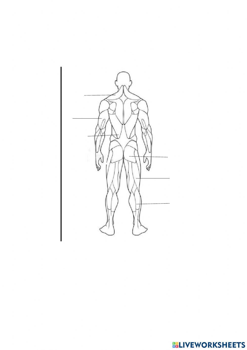 LOS MÚSCULOS CC. NATURALES 4º EDUCACIÓN PRIMARIA