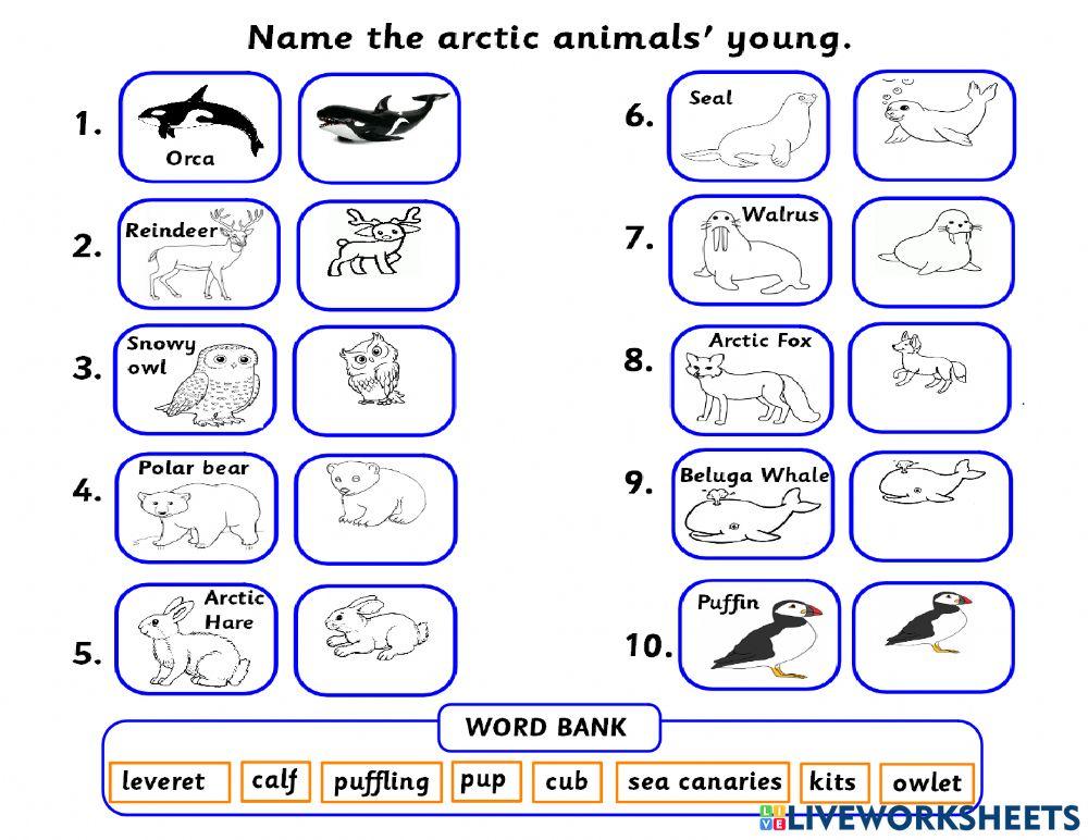 Arctic animals and their young