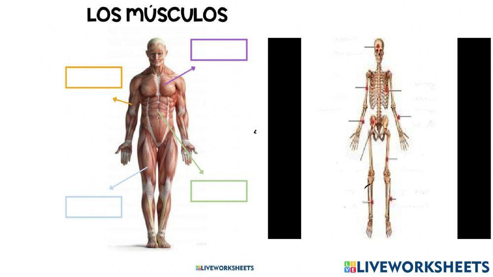 Músculos y huesos para 5 C