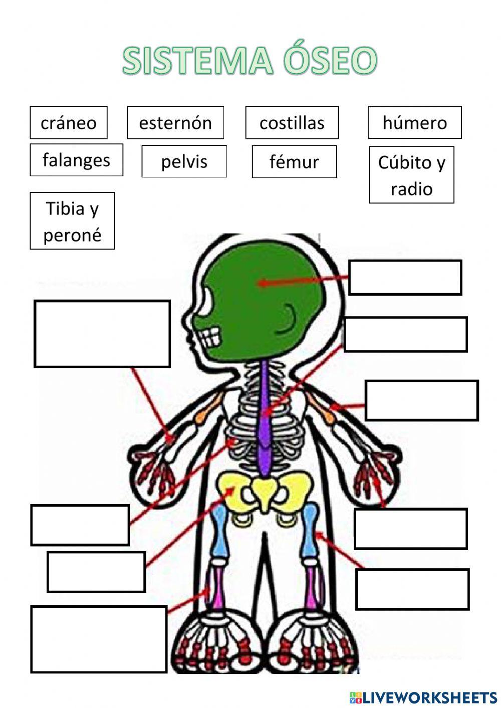 Sistema óseo II