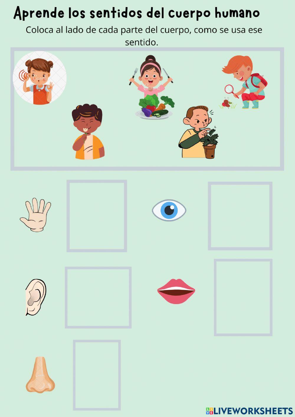 Sentidos del cuerpo humano