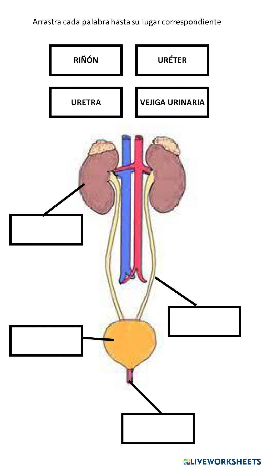 Anatomía sistema urinario