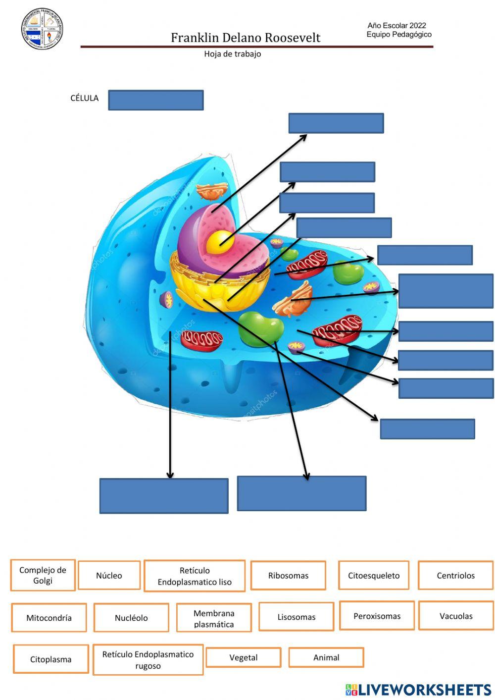 Célula Vegetal y Célula Animal