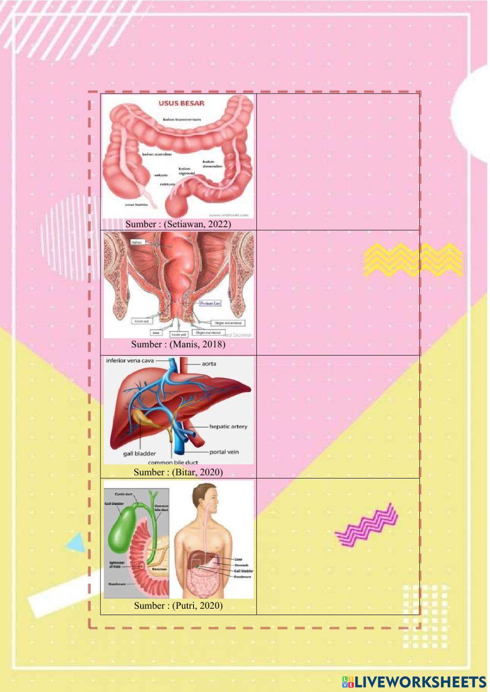 E-lkpd2 sistem pencernaan fix
