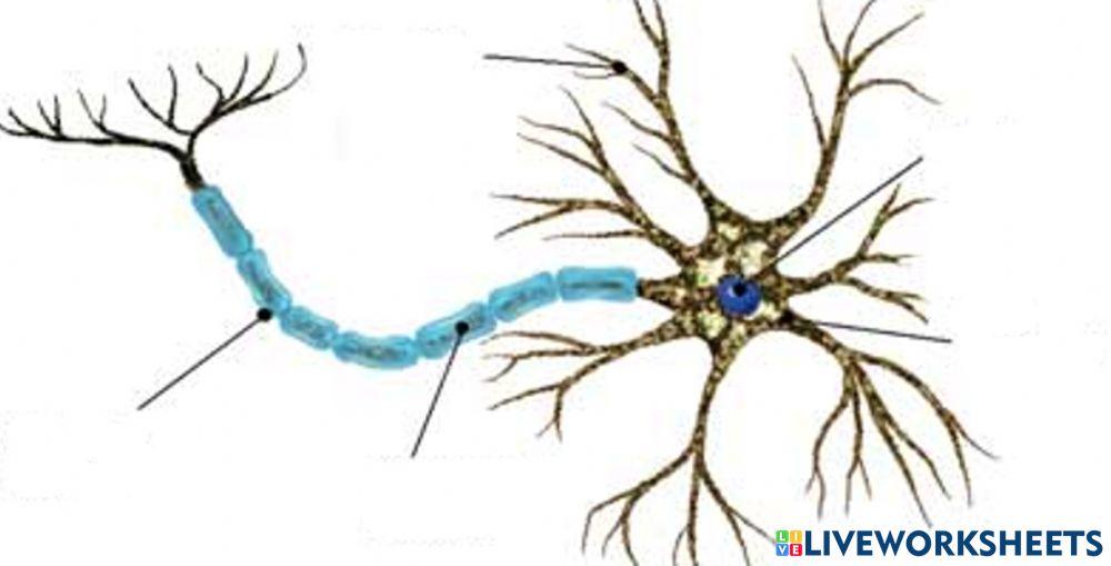 Parts de la neurona