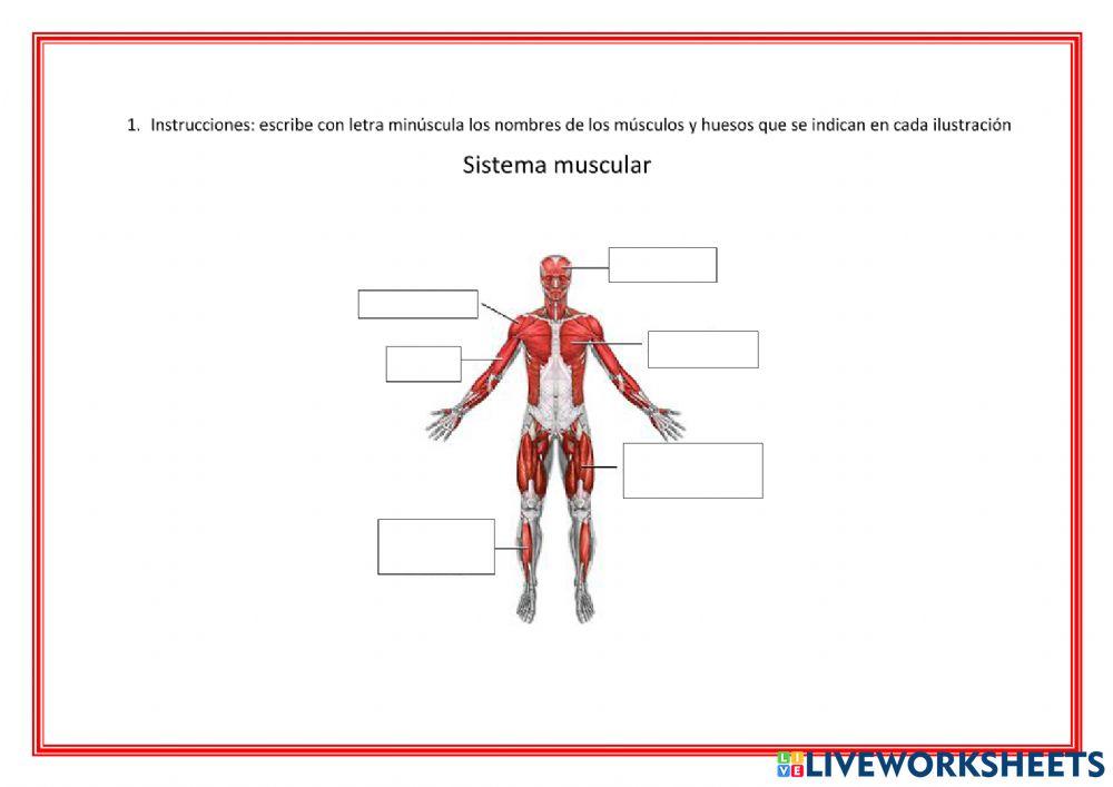 Sistema locomotor