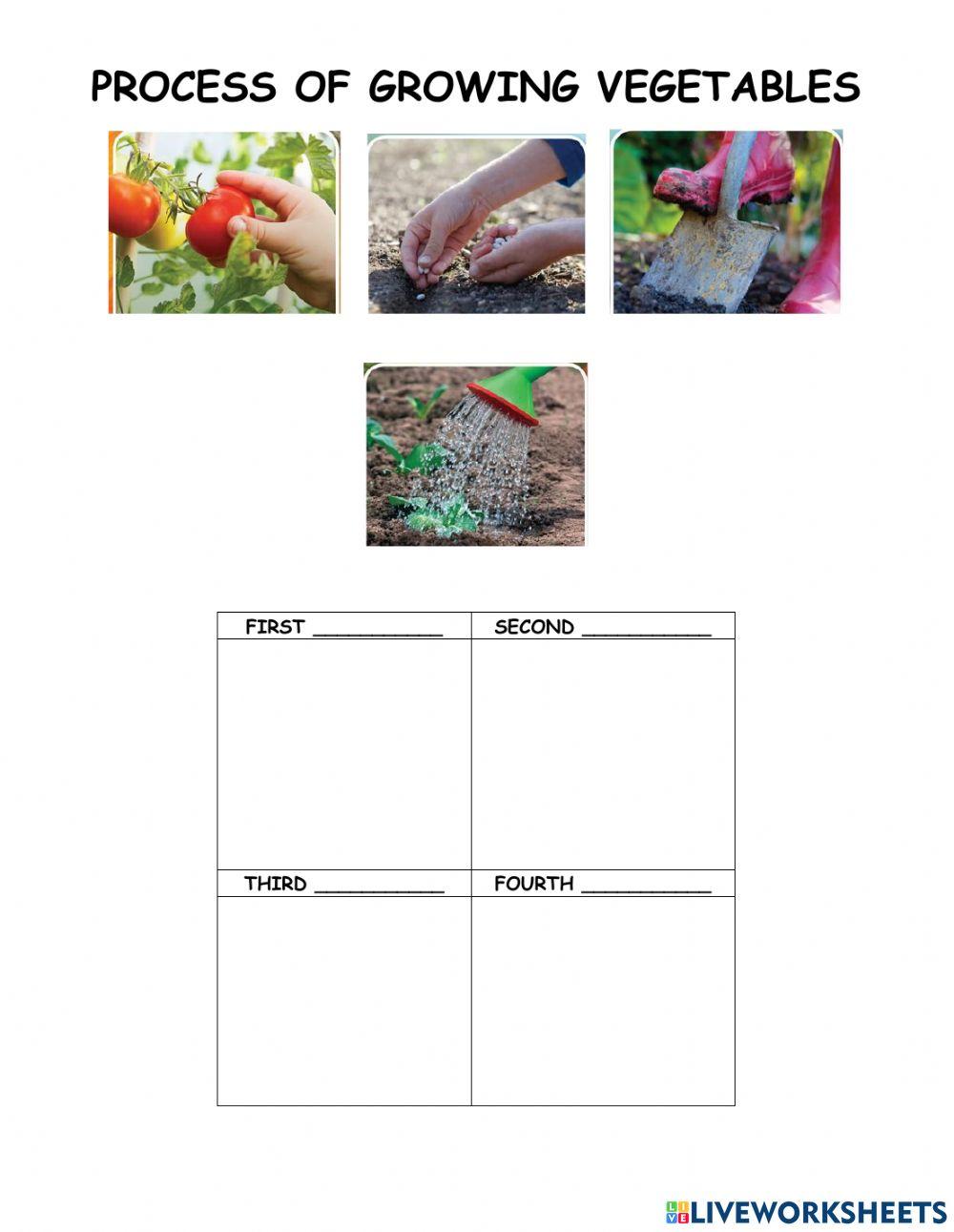 Growing Vegetables Process