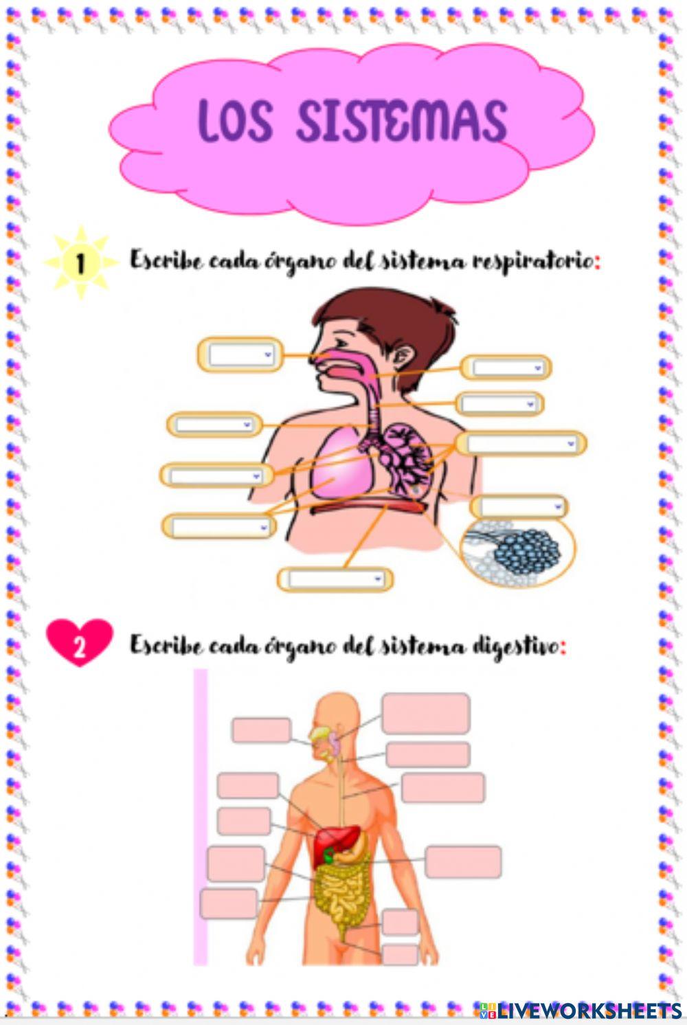 El sistema digestivo y respiratorio