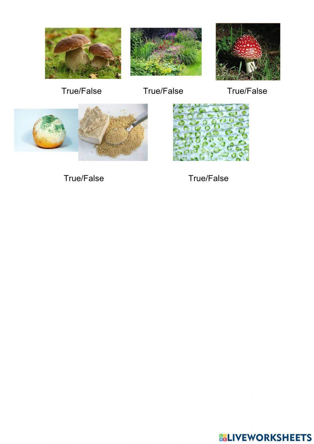 Living things I 4º Living things I 4º