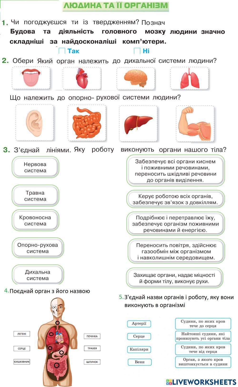 Організм людини
