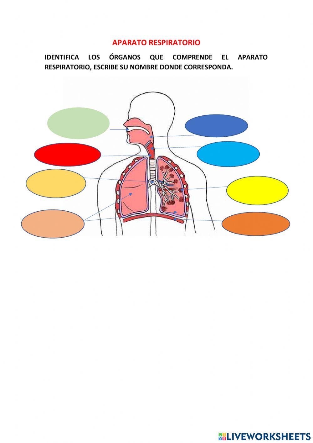 Sistema respiratorio
