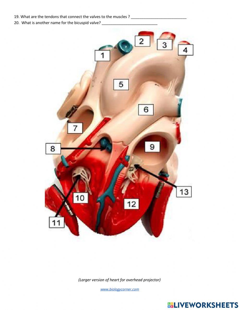 Sheep Heart dissection online exercise for Live Worksheets